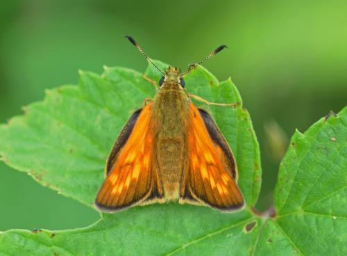 Ochlodes sylvanus